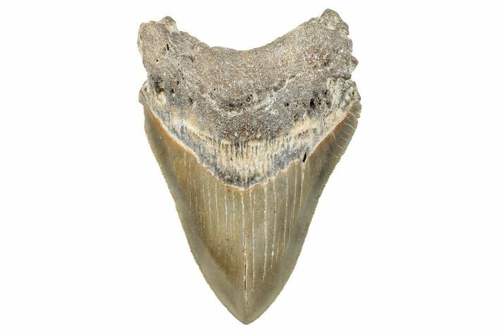 Serrated, Fossil Megalodon Tooth - North Carolina #272406